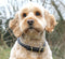 Mackey Rolled Leather Dog Collar