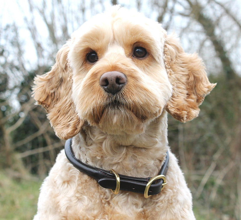 Mackey Rolled Leather Dog Collar