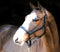 Liveryman Clipping Headcollar