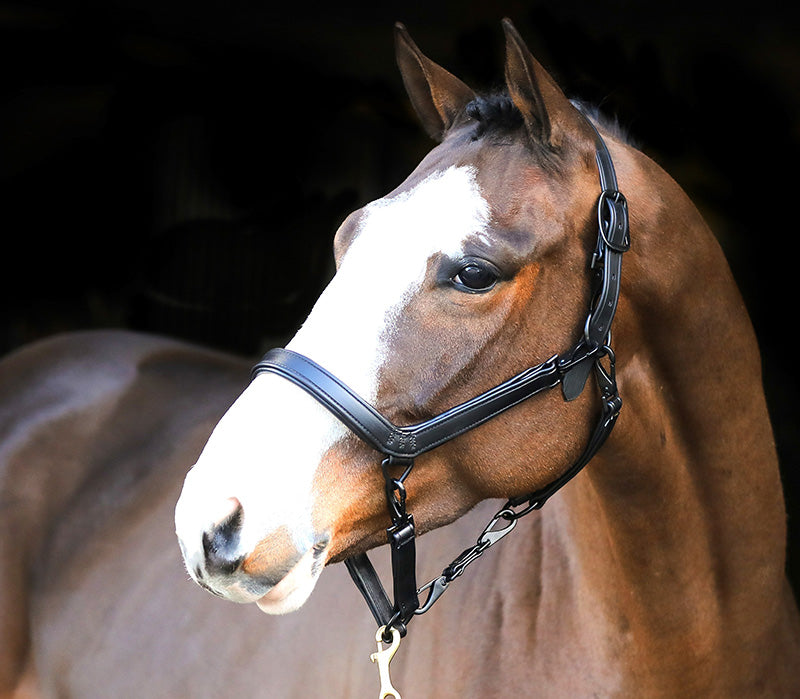Liveryman Clipping Headcollar