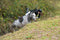 Hit-Air MLV3