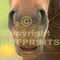 Hoofprints Photo Archives from 2007 - Hoofprints Innovations 