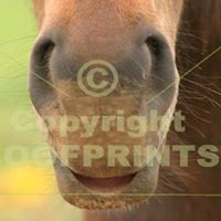 Hoofprints Photo Archives from 2007 - Hoofprints Innovations 