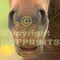 Hoofprints Photo Archives Research Request - Hoofprints Innovations 