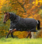 Horseware Amigo® Bravo 12 Plus Turnout Heavy 400g - Hoofprints Innovations 