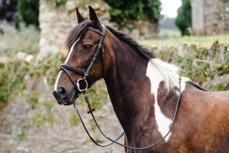 Equisential Bling Bridle