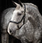 Horseware Rambo® Micklem® Headcollar - Hoofprints Innovations 