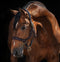 Horseware Rambo® Micklem® Headcollar - Hoofprints Innovations 