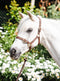 Equisential Nylon Headcollar