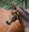 Equisential Leather Headcollar