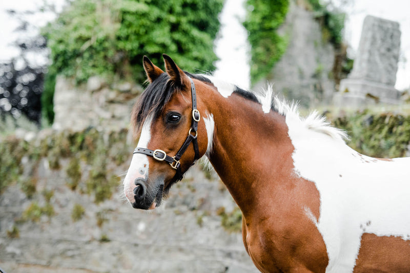 Equisential Leather Headcollar