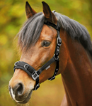 Economic Lunging Halter