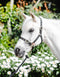 Equisential Nylon Headcollar