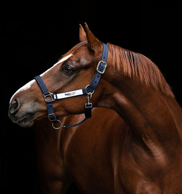 Horseware Fieldsafe Headcollar