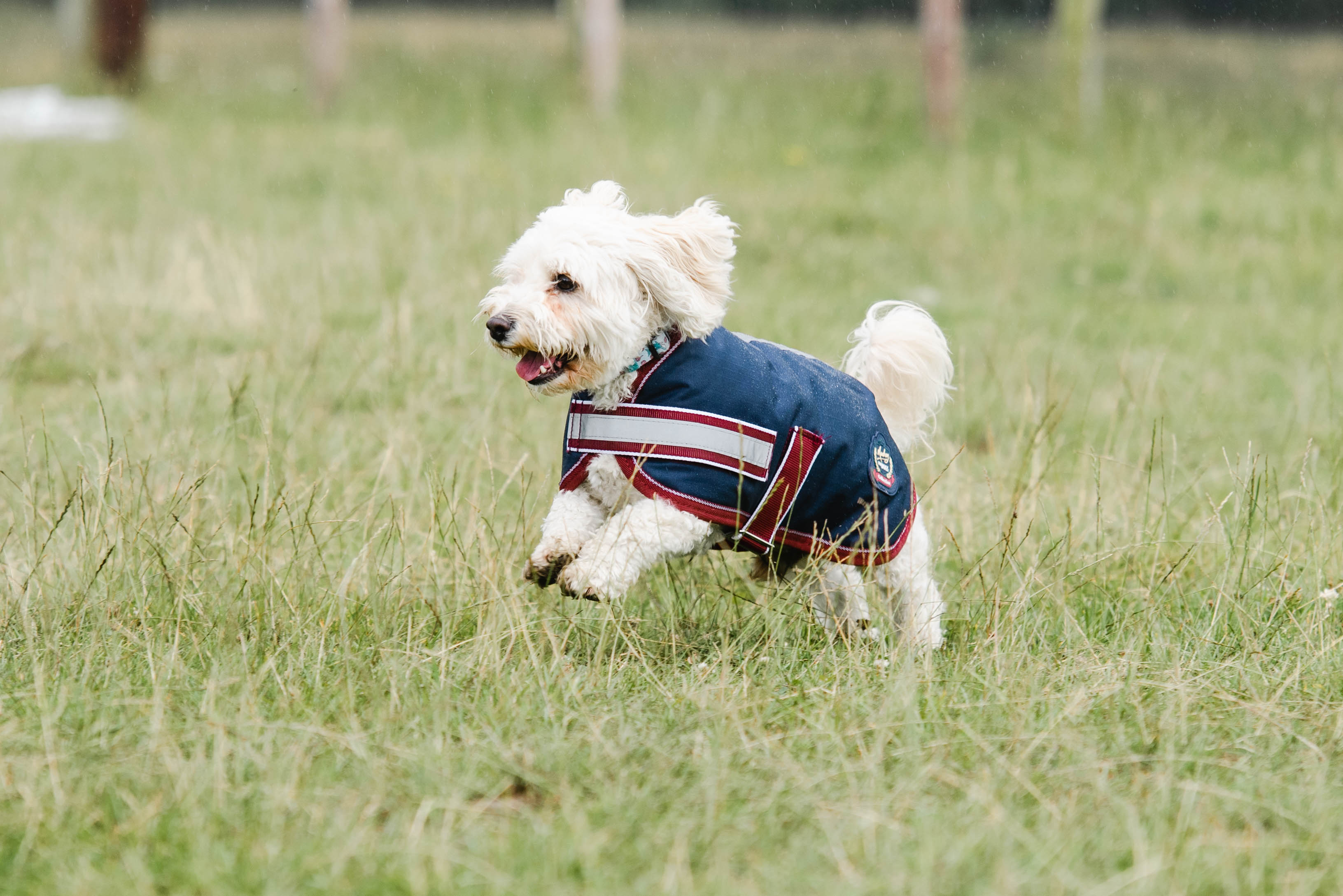 Buster top dog raincoat