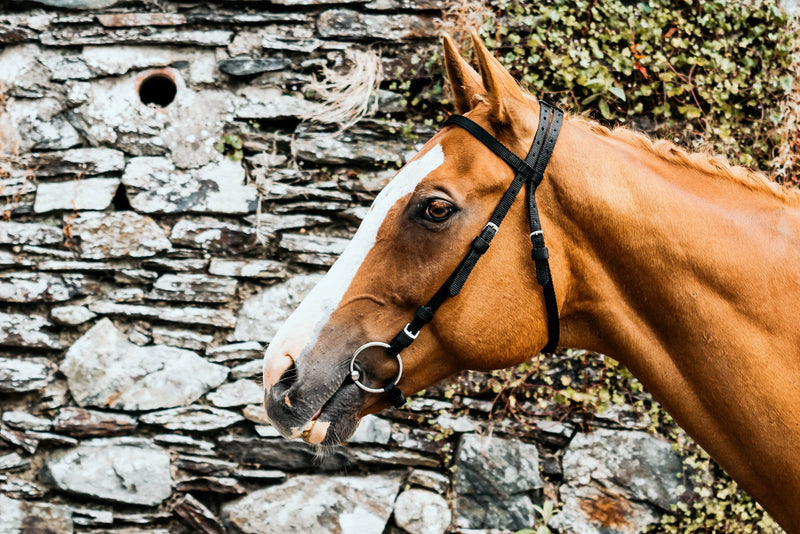 Equisential Nylon Race Exercise Bridle