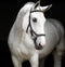 Horseware Rambo® Micklem® Deluxe Competition Bridle - Hoofprints Innovations 