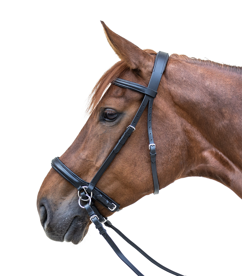 Star Bitless Bridle