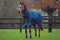 Mackey Wicklow Medium Turnout Rug with Detachable Neck