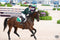 Charles Owen Ayr8 Leatherlook PLUS ROUND - Hoofprints Innovations 